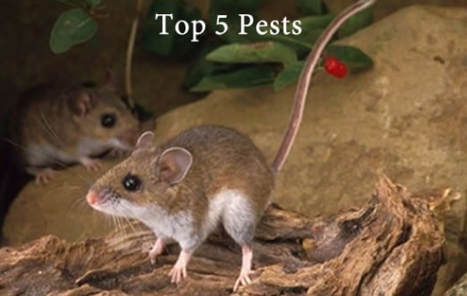 Top 5 Pests